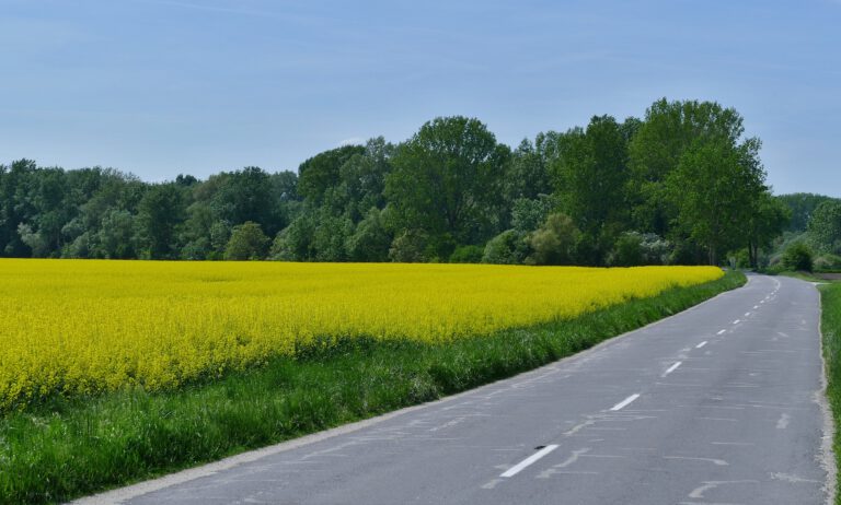 Pravdy a lži o řepce a doplňku dieselových motorů Adblue